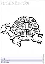 coloriage-tortue-2